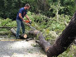 Professional Tree Care in Combes, TX